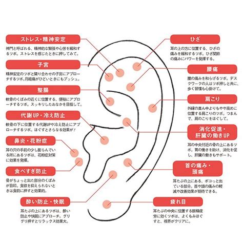 耳珠位置|耳のツボ（図解）。効果別に場所を確認！